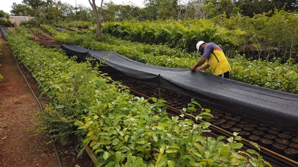 Tren Maya, obra de mayor cuidado ambiental